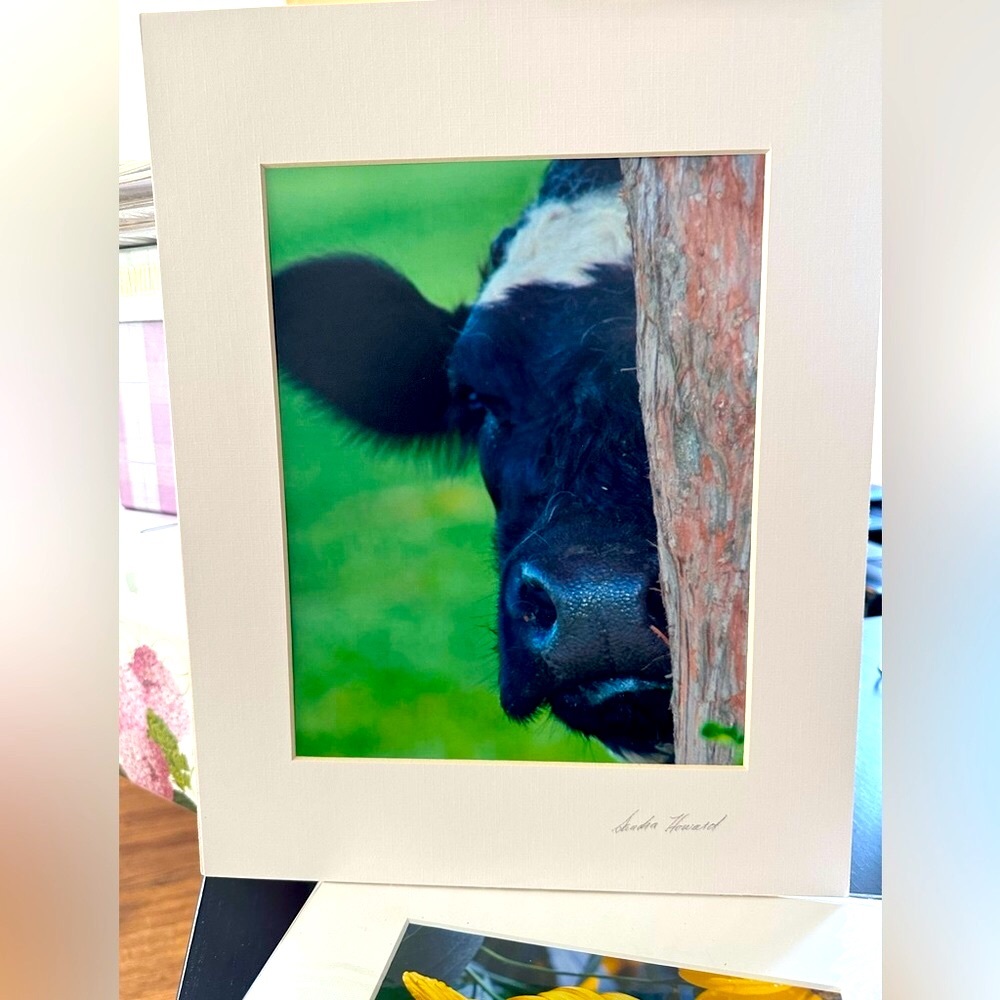 Peel A Boo Cow- photographer print